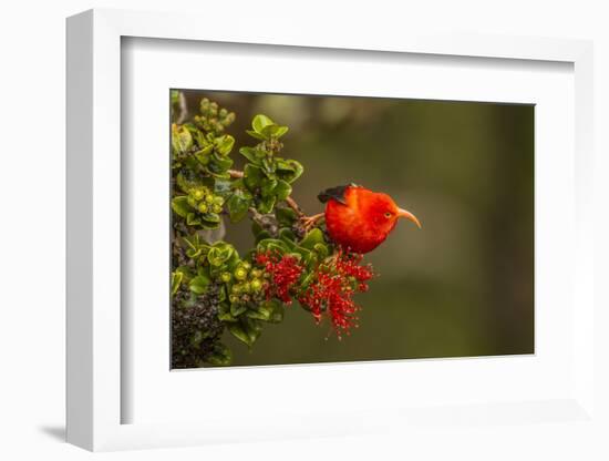 Close-Up of Iiwi Bird on Ohia Tree, Hakalau Forest NWR, Hawaii, USA-Jaynes Gallery-Framed Photographic Print