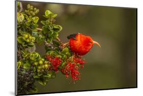 Close-Up of Iiwi Bird on Ohia Tree, Hakalau Forest NWR, Hawaii, USA-Jaynes Gallery-Mounted Photographic Print