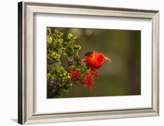 Close-Up of Iiwi Bird on Ohia Tree, Hakalau Forest NWR, Hawaii, USA-Jaynes Gallery-Framed Photographic Print