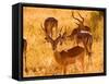 Close-up of Impala, Kruger National Park, South Africa-Bill Bachmann-Framed Stretched Canvas