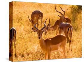 Close-up of Impala, Kruger National Park, South Africa-Bill Bachmann-Stretched Canvas