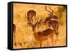 Close-up of Impala, Kruger National Park, South Africa-Bill Bachmann-Framed Stretched Canvas