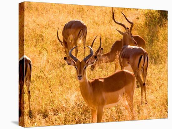 Close-up of Impala, Kruger National Park, South Africa-Bill Bachmann-Stretched Canvas