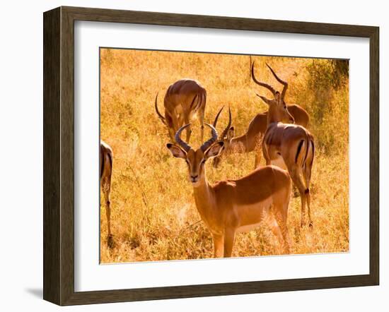 Close-up of Impala, Kruger National Park, South Africa-Bill Bachmann-Framed Photographic Print