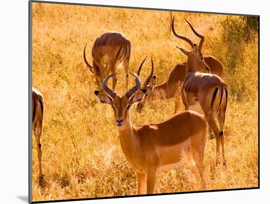 Close-up of Impala, Kruger National Park, South Africa-Bill Bachmann-Mounted Photographic Print