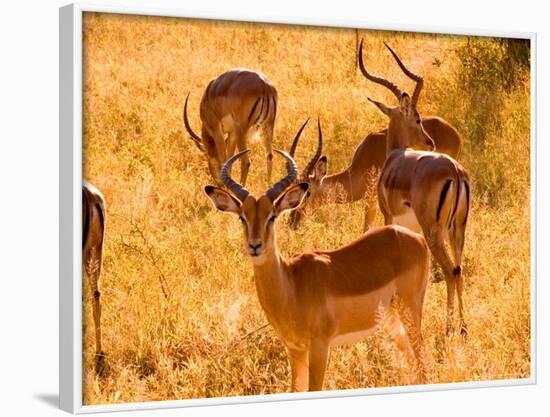 Close-up of Impala, Kruger National Park, South Africa-Bill Bachmann-Framed Photographic Print