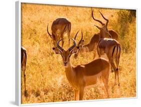 Close-up of Impala, Kruger National Park, South Africa-Bill Bachmann-Framed Photographic Print