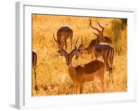 Close-up of Impala, Kruger National Park, South Africa-Bill Bachmann-Framed Photographic Print