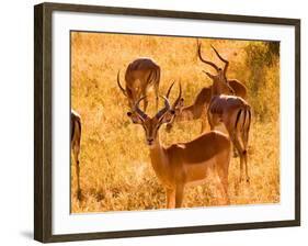 Close-up of Impala, Kruger National Park, South Africa-Bill Bachmann-Framed Photographic Print