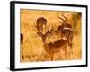 Close-up of Impala, Kruger National Park, South Africa-Bill Bachmann-Framed Photographic Print