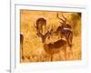 Close-up of Impala, Kruger National Park, South Africa-Bill Bachmann-Framed Photographic Print