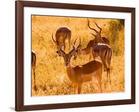 Close-up of Impala, Kruger National Park, South Africa-Bill Bachmann-Framed Photographic Print