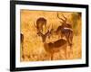 Close-up of Impala, Kruger National Park, South Africa-Bill Bachmann-Framed Photographic Print