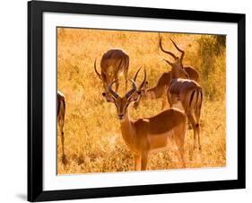 Close-up of Impala, Kruger National Park, South Africa-Bill Bachmann-Framed Photographic Print