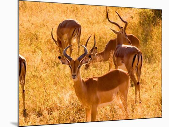 Close-up of Impala, Kruger National Park, South Africa-Bill Bachmann-Mounted Photographic Print