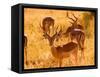 Close-up of Impala, Kruger National Park, South Africa-Bill Bachmann-Framed Stretched Canvas