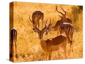 Close-up of Impala, Kruger National Park, South Africa-Bill Bachmann-Stretched Canvas