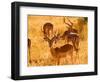 Close-up of Impala, Kruger National Park, South Africa-Bill Bachmann-Framed Photographic Print