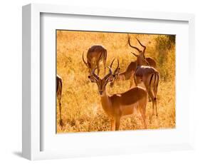 Close-up of Impala, Kruger National Park, South Africa-Bill Bachmann-Framed Photographic Print