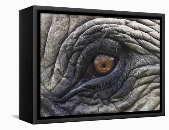 Close up of Indian Elephant Eye,(Domestic), Kaziranga National Park, Assam, India-Nick Garbutt-Framed Stretched Canvas