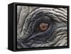 Close up of Indian Elephant Eye,(Domestic), Kaziranga National Park, Assam, India-Nick Garbutt-Framed Stretched Canvas