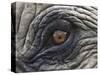 Close up of Indian Elephant Eye,(Domestic), Kaziranga National Park, Assam, India-Nick Garbutt-Stretched Canvas