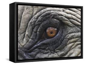 Close up of Indian Elephant Eye,(Domestic), Kaziranga National Park, Assam, India-Nick Garbutt-Framed Stretched Canvas