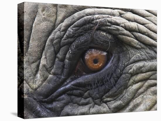 Close up of Indian Elephant Eye,(Domestic), Kaziranga National Park, Assam, India-Nick Garbutt-Stretched Canvas