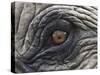 Close up of Indian Elephant Eye,(Domestic), Kaziranga National Park, Assam, India-Nick Garbutt-Stretched Canvas