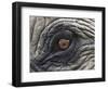 Close up of Indian Elephant Eye,(Domestic), Kaziranga National Park, Assam, India-Nick Garbutt-Framed Premium Photographic Print