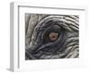 Close up of Indian Elephant Eye,(Domestic), Kaziranga National Park, Assam, India-Nick Garbutt-Framed Premium Photographic Print