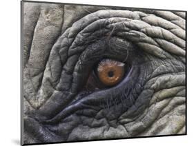 Close up of Indian Elephant Eye,(Domestic), Kaziranga National Park, Assam, India-Nick Garbutt-Mounted Premium Photographic Print