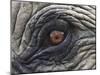 Close up of Indian Elephant Eye,(Domestic), Kaziranga National Park, Assam, India-Nick Garbutt-Mounted Premium Photographic Print