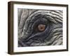 Close up of Indian Elephant Eye,(Domestic), Kaziranga National Park, Assam, India-Nick Garbutt-Framed Photographic Print