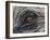 Close up of Indian Elephant Eye,(Domestic), Kaziranga National Park, Assam, India-Nick Garbutt-Framed Photographic Print