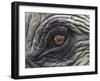 Close up of Indian Elephant Eye,(Domestic), Kaziranga National Park, Assam, India-Nick Garbutt-Framed Photographic Print