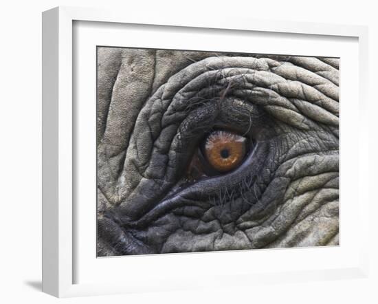 Close up of Indian Elephant Eye,(Domestic), Kaziranga National Park, Assam, India-Nick Garbutt-Framed Photographic Print