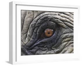 Close up of Indian Elephant Eye,(Domestic), Kaziranga National Park, Assam, India-Nick Garbutt-Framed Photographic Print