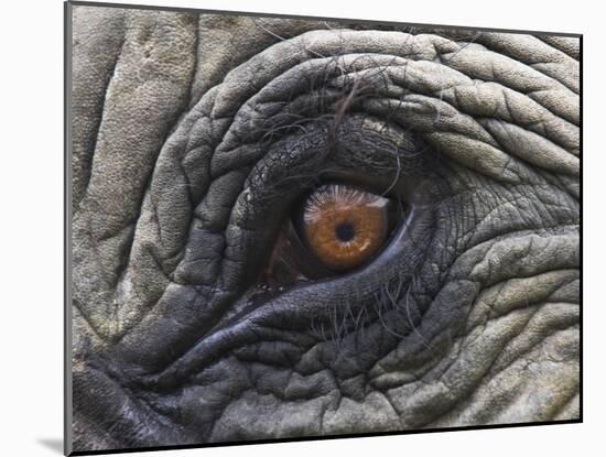 Close up of Indian Elephant Eye,(Domestic), Kaziranga National Park, Assam, India-Nick Garbutt-Mounted Photographic Print