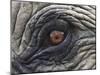Close up of Indian Elephant Eye,(Domestic), Kaziranga National Park, Assam, India-Nick Garbutt-Mounted Photographic Print