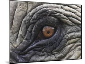 Close up of Indian Elephant Eye,(Domestic), Kaziranga National Park, Assam, India-Nick Garbutt-Mounted Photographic Print