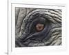 Close up of Indian Elephant Eye,(Domestic), Kaziranga National Park, Assam, India-Nick Garbutt-Framed Photographic Print