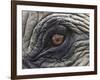 Close up of Indian Elephant Eye,(Domestic), Kaziranga National Park, Assam, India-Nick Garbutt-Framed Photographic Print