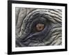 Close up of Indian Elephant Eye,(Domestic), Kaziranga National Park, Assam, India-Nick Garbutt-Framed Photographic Print