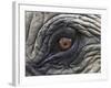 Close up of Indian Elephant Eye,(Domestic), Kaziranga National Park, Assam, India-Nick Garbutt-Framed Photographic Print