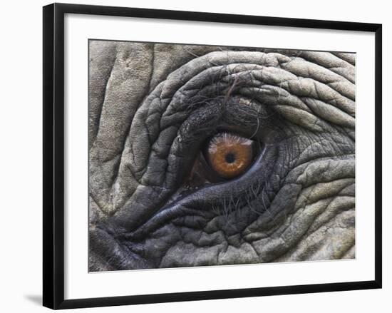 Close up of Indian Elephant Eye,(Domestic), Kaziranga National Park, Assam, India-Nick Garbutt-Framed Photographic Print