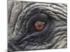 Close up of Indian Elephant Eye,(Domestic), Kaziranga National Park, Assam, India-Nick Garbutt-Mounted Photographic Print