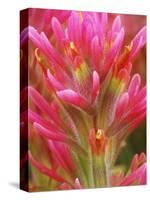 Close-up of Indian Paintbrush Flowers in the Great Basin Desert, California, USA-Dennis Flaherty-Stretched Canvas