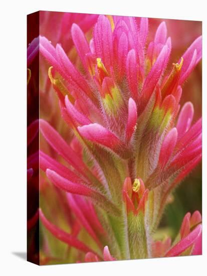 Close-up of Indian Paintbrush Flowers in the Great Basin Desert, California, USA-Dennis Flaherty-Stretched Canvas