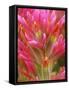 Close-up of Indian Paintbrush Flowers in the Great Basin Desert, California, USA-Dennis Flaherty-Framed Stretched Canvas